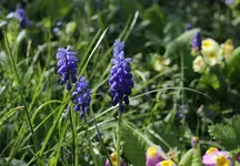 i_love_spring_p.webp