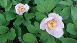 001.webp