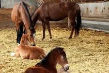 2014_0420Frühling0009 fohl.webp