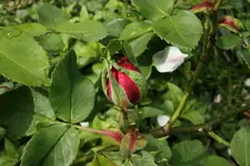 Rosenknospe 20.4..webp