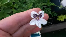 erodium guttatum.webp