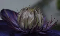 Clematis Terrassenwand 140418.webp