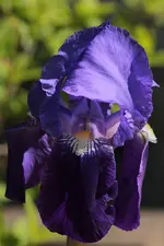 Iris gross 140419.webp