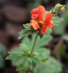 Geum Feuermeer 140420.jpg