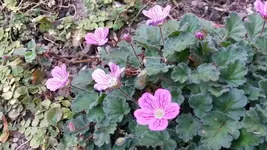 reiherschnabel.webp
