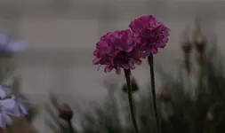 Terrassenbeet.webp