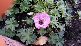 thumgling heards.webp