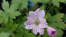 versicolor.webp