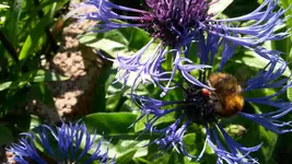 flockenblume mit hummel.webp