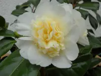 SAM_3670.webp