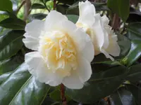 SAM_3666.webp