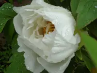 SAM_3659.webp