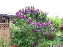 005.3 Flieder.webp