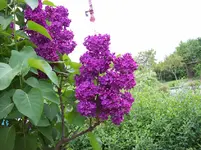 005 Flieder.webp