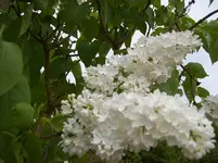 005.1 Flieder.webp