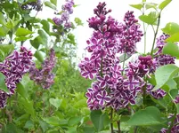 005.2 Flieder.webp