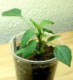 Pruned Chili.webp
