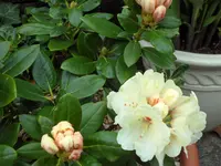 SAM_3665.webp