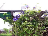001.1 Clematis.webp