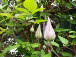 000 Clematis.JPG