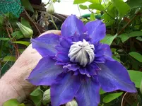 001 Blüte.webp