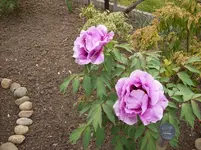 008 Pfingstrose.webp