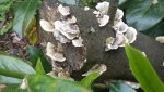 Kirschlorbeer Pilz.jpg Kirschlorbeer Pilz.jpg