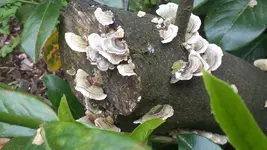 Kirschlorbeer Pilz.webp