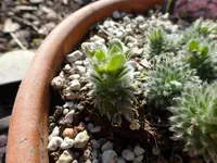 P1010303.webp