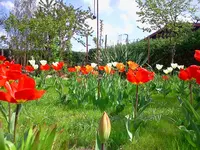 neu 123.webp
