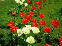neu 207.webp