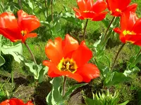 neu 209.webp