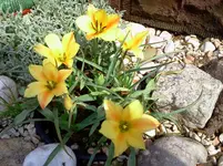 neu 155.webp