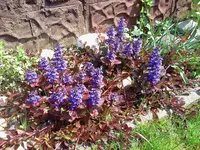 neu 151.webp