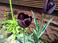 neu 156.webp