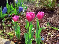 neu 260.webp