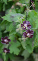DSC_0808.webp