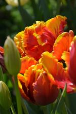 DSC_0800.webp