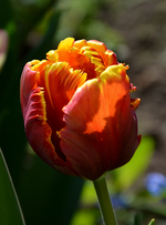 DSC_0801.webp