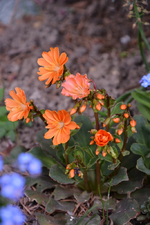 DSC_0821.webp