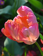 DSC_0837.webp
