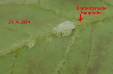 DSC_9036_Blattunterseite.webp