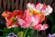 DSC_8987_Tulpen.webp