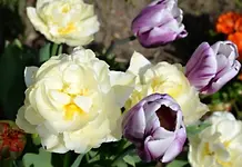 DSC_9002_im_Tulpenbeet.webp