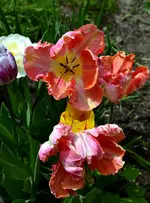 DSC_9005_Tulpen.webp