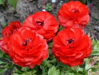 DSC_9015_rote_Ranunkel.webp