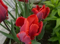 P1120271.webp