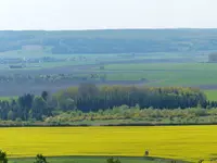 Forsytien Hecke.webp