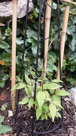 Clematis.webp