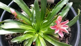 lewisia.webp